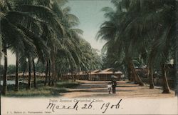Palm Avenue Christobal Postcard
