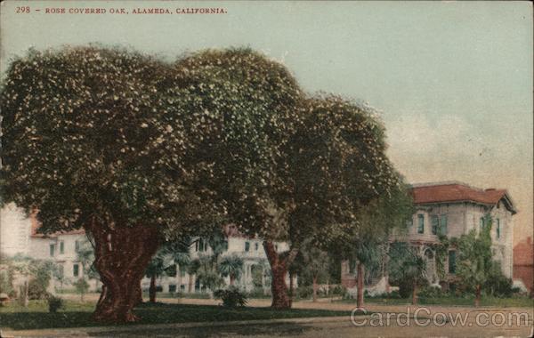 Rose Covered Oak Alameda California