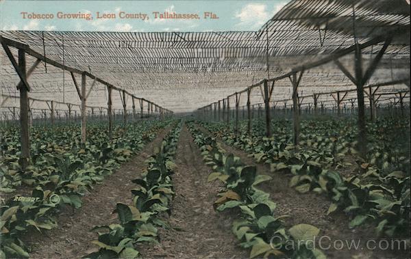 Tobacco Growing, Leon County Tallahassee Florida