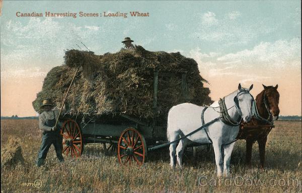 Canadian Harvesting Scenes:Loading Wheat Canada Misc. Canada