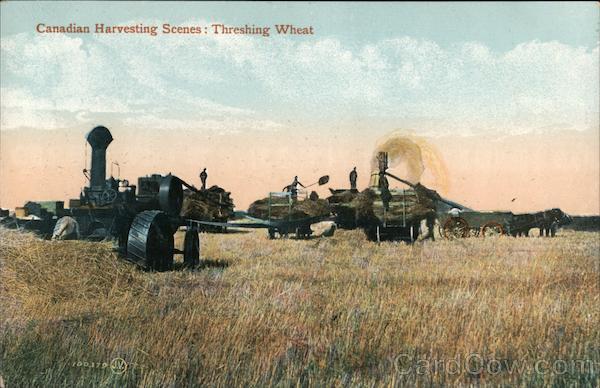 Canadian Harvesting Scenes: Threshing Wheat Canada