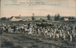 Everett Cleveland's Potato Crop Postcard