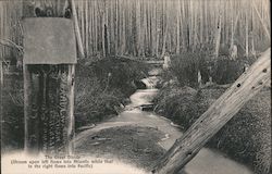 The Great Divide (Stream upon left flows into Atlantic while that to the right flows into Pacific) Postcard