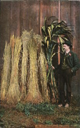 Wheat and Corn Grown in Washington Postcard