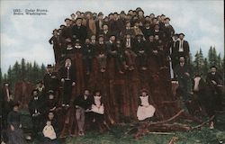 Cedar Stump Postcard