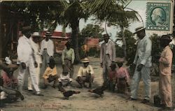 A Cock Fight in Porto Rico Postcard