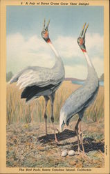 Pair of Sarus Cranes, The Bird Park Santa Catalina Island, CA Postcard Postcard Postcard