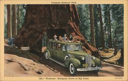 'Wawona' Mariposa Grove of Big Trees Yosemite National Park, CA Postcard Postcard Postcard