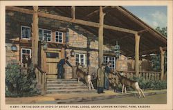 Native Deer on Steps of Bright Angel Lodge Postcard