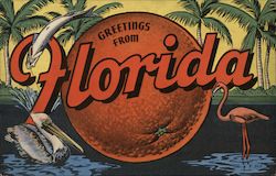 Greetings from Florida Postcard