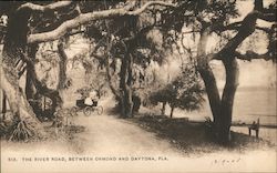 The River Road, Between Ormond and Daytona Postcard