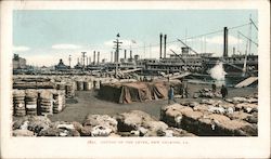Cotton on the Levee Postcard