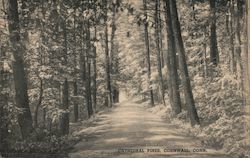 Cathedral Pines Postcard