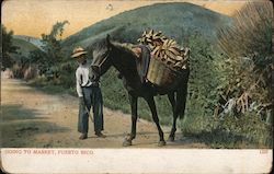 Going to Market Postcard