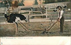 Farming at the Ostrich Farm Postcard