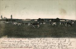 Pastoral Scene Postcard