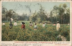 Pinehurst Tea Gardens Summerville, SC Postcard Postcard Postcard