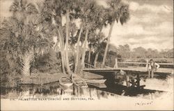 Palmettos Near Ormond and Daytona, Fla Postcard