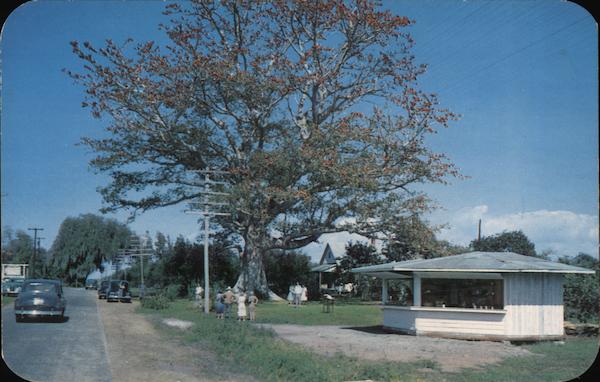 The Famous Kapok Tree Clearwater Florida