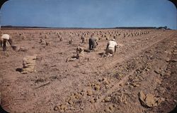 Picking Long Island Potatoes Postcard