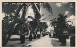 Tropical Park, Paddock and Walk Postcard