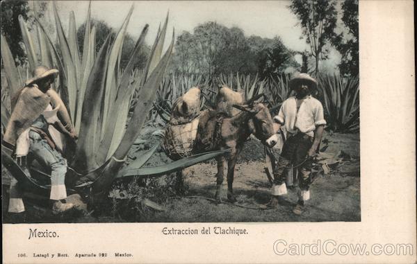 Extraccion del Tlachique Mexico