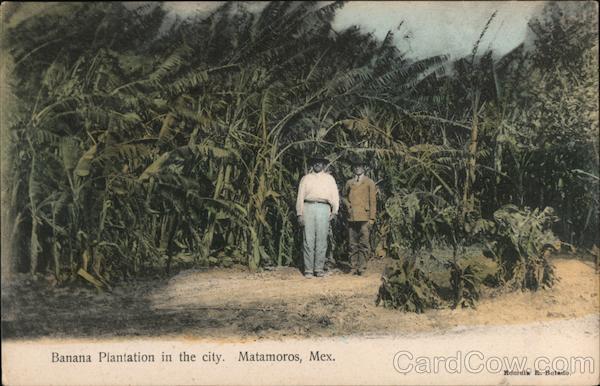 Banana Plantation in the City Matamoros Mexico