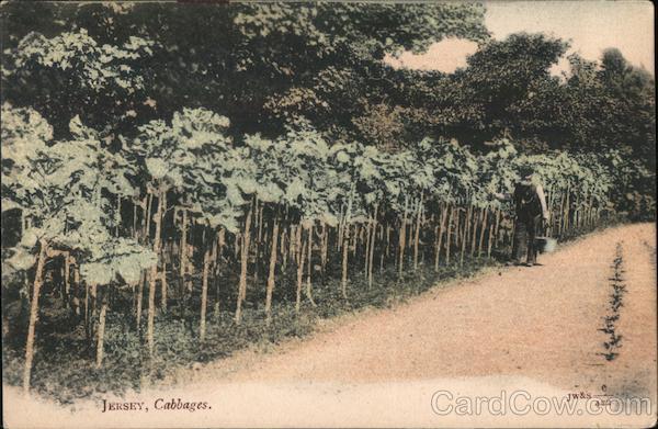 Jersey, Cabbages UK