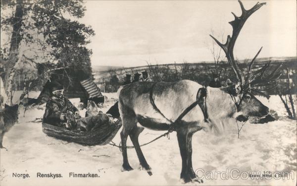 Norge Renskyss Finmarken Norway