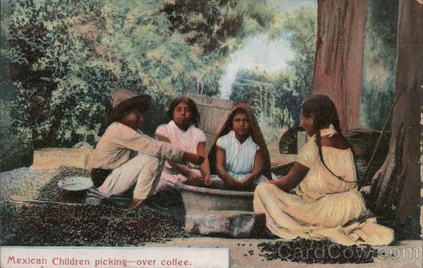 Mexican Children Picking Over Coffee Mexico