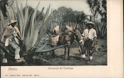 Extraccion del Tlachique Postcard