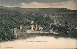 Colheita de Cafe Postcard