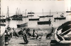 "PELICANS" PAITA - PERU Postcard