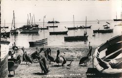 "PELICANS" PAITA - PERU Postcard Postcard Postcard