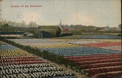 Fields of Flowers in Holland Postcard