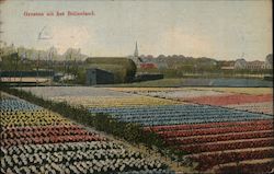 Fields of Flowers in Holland Amsterdam, Netherlands Postcard Postcard Postcard