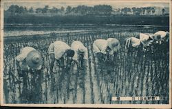 Workers in Rice Paddy Postcard