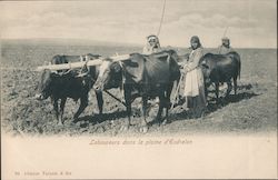 Laboureurs dans la plaine d'Esdrelon Israel Middle East Postcard Postcard Postcard
