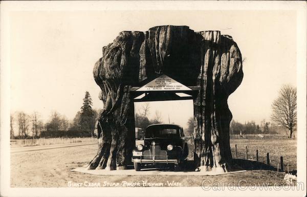 Giant Cedar Stump - Pacific Highway Smokey Point Washington