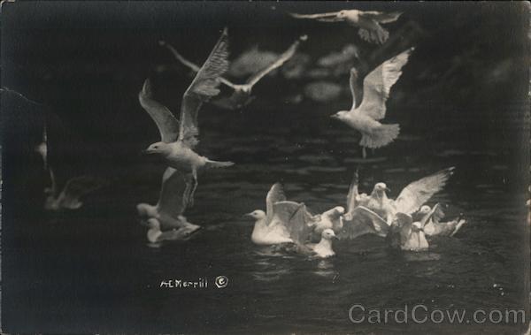 Doves Landing on Water Birds