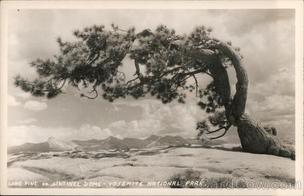 Lone Pine on Sentinel Dome - Yosemite National Park