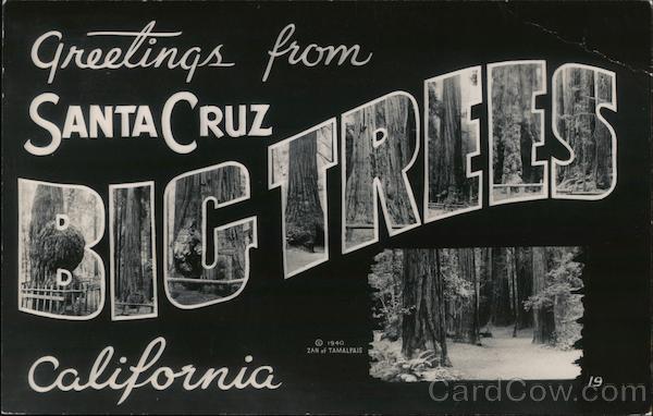 Greetings from Santa Cruz, California - BIG TREES