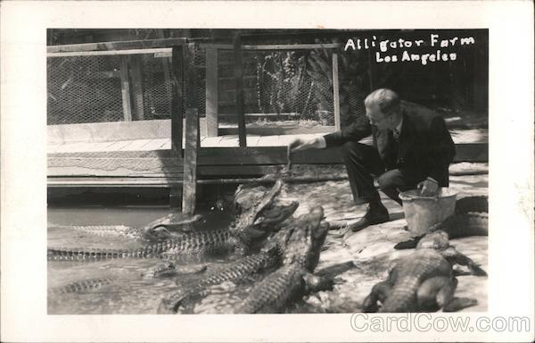 Feeding Time at Alligator Farm Los Angeles California