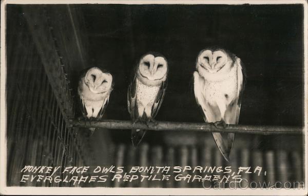 Monkey Face Owls, Everglades Reptile Gardens Bonita Springs Florida
