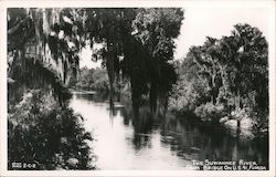 The Suwannee River from Bridge on U.S. 41 White Springs, FL Cline Photo Postcard Postcard Postcard