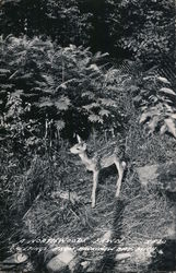 A Northwoods Fawn Postcard