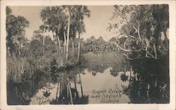 Tomoka River Daytona Beach, FL Postcard Postcard Postcard