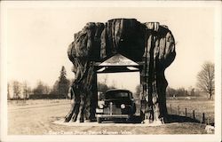 Giant Cedar Stump - Pacific Highway Postcard