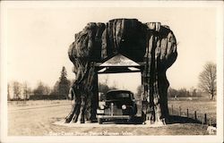 Giant Cedar Stump - Pacific Highway Smokey Point, WA Postcard Postcard Postcard