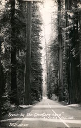 Sown by the Creators Hand - California Redwoods Postcard